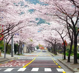 2016韩国春花开花时间表及赏花地点