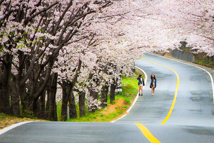 【旅行篇】春天去韩国不可错过的樱花盛典