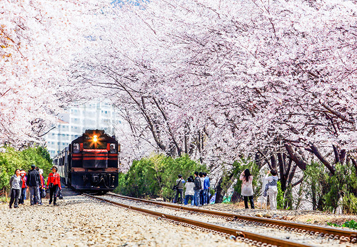 春季韩国旅游攻略-首尔春花路
